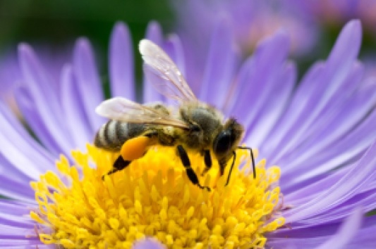Bee Pollenation